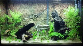 Planted Community 29g Planted Community 29g
