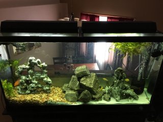 Display tank Display tank