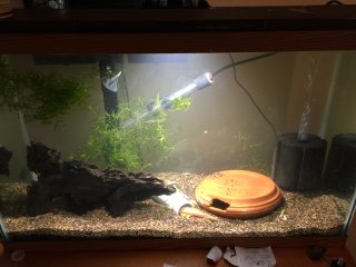 Pleco breeder tank Pleco breeder tank