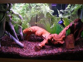 My Aquarium(1)