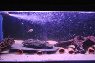 My Aquarium 4