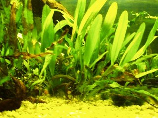 My Aquarium(1)