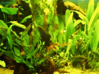 My Aquarium(2)