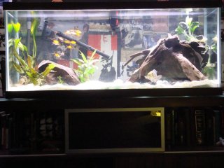 90 gallon Grow out
