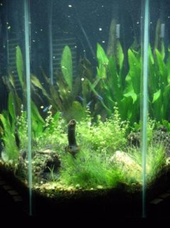 Amazon biotope 27 Hex Amazon biotope 27 Hex