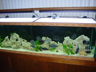 125g Tanganyika 125g Tanganyika