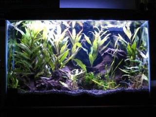 10 gallon South Asia 10 gallon South Asia