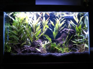 10 gallon South Asia