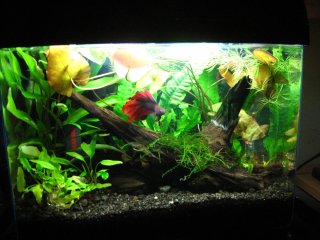 3 gallon Thailand 3 gallon Thailand