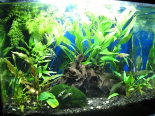 6 gallon Oceania 