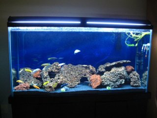 75 gallon Lake Malawi 75 gallon Lake Malawi