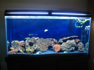 75 gallon Lake Malawi