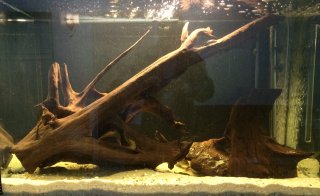My Aquarium(1)