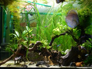 Planted plecos