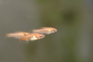 30 gal. 30 gal.
