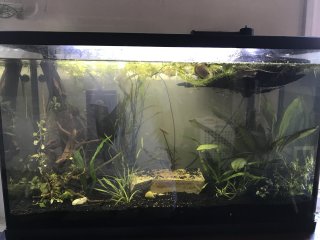 29 G 29 G