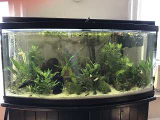 72 g Bowfront 72 g Bowfront