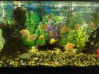 90 Gallon Tank