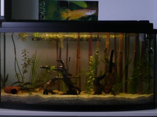 100l bamboo tank