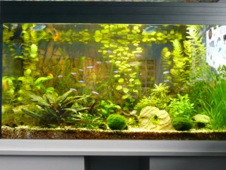 300l Brasil tank