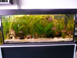 300l Bushfish tank