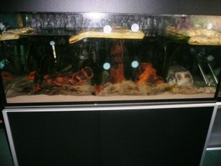 300l Mudskipper tank 300l Mudskipper tank