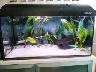 50l breeder tank (for baby-gobies at the moment)