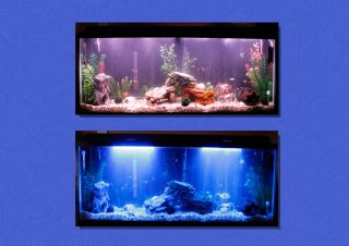 55 Gallon Freshwater Aquarium 55 Gallon Freshwater Aquarium
