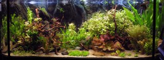 SA Tank which looks more like a planted tank LOL