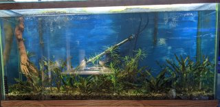 55g Planted 55g Planted