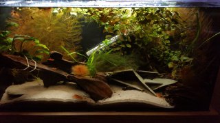 Planted tank Planted tank