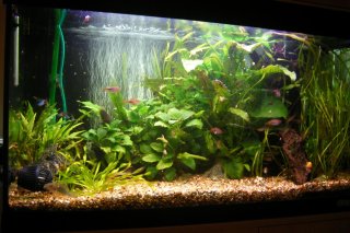 Peaceful planted Peaceful planted