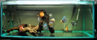 75G DISCUS 75G DISCUS