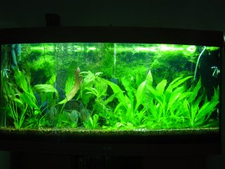 Planted Show Tank