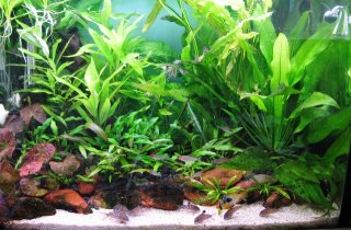 Planted Tank