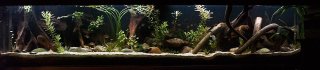 South America tank