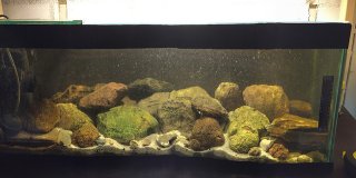 80cm Fast flowing biotope Colombia