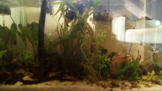 Black Water community tank