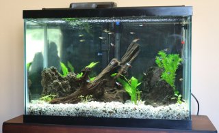 20 gallon tall 20 gallon tall