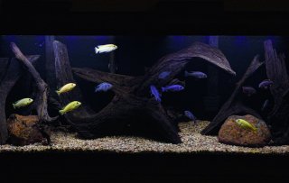 50 gallon Cichlid tank