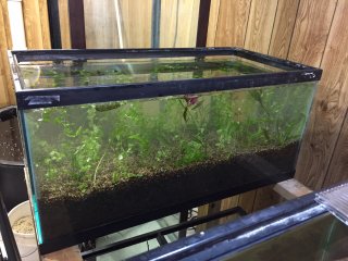 40 Breeder A- Dirt Tank 40 Breeder A- Dirt Tank