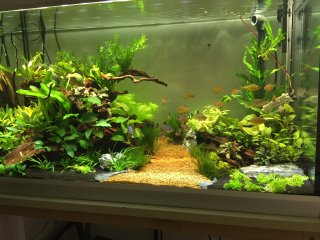 275 liters aquascaping aquarium.