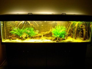 My Aquarium(1)