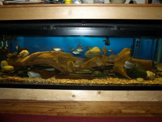 My Aquarium(1)