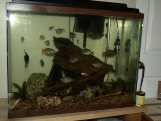 My Aquarium(2)