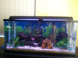 My 40 gallon My 40 gallon