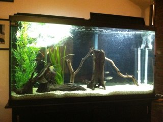 My 60 gallon show My 60 gallon show