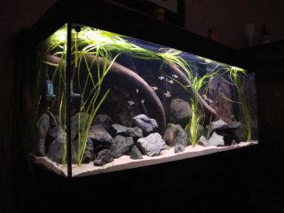 Zebra tank - 400 liters