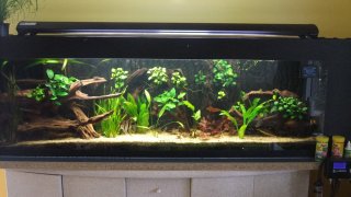 My Aquarium(1)