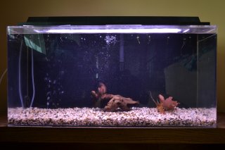 20 Long Breeder 20 Long Breeder